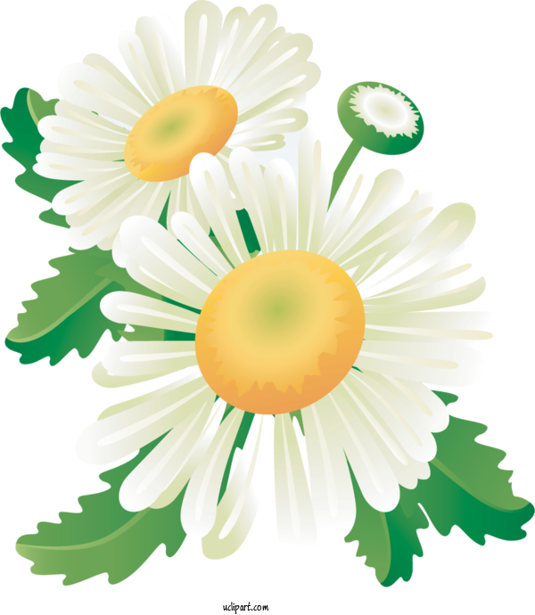 Free Flowers Floral Design Flower Web Banner For Marguerite Clipart Transparent Background