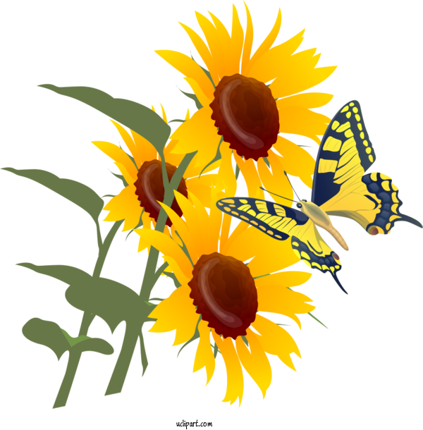 Free Flowers Royalty Free  Poster For Sunflower Clipart Transparent Background