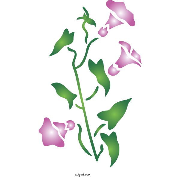 Free Flowers Plant Stem Petal Leaf For Morning Glory Clipart Transparent Background
