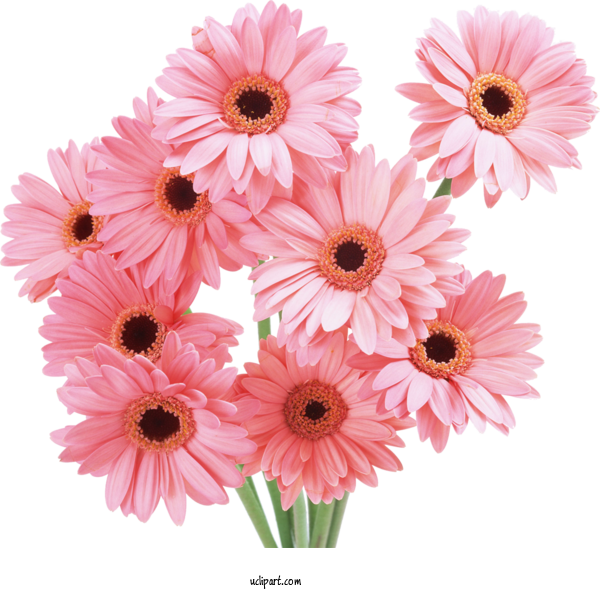Free Flowers Flower Seed Plants For Gerbera Clipart Transparent Background