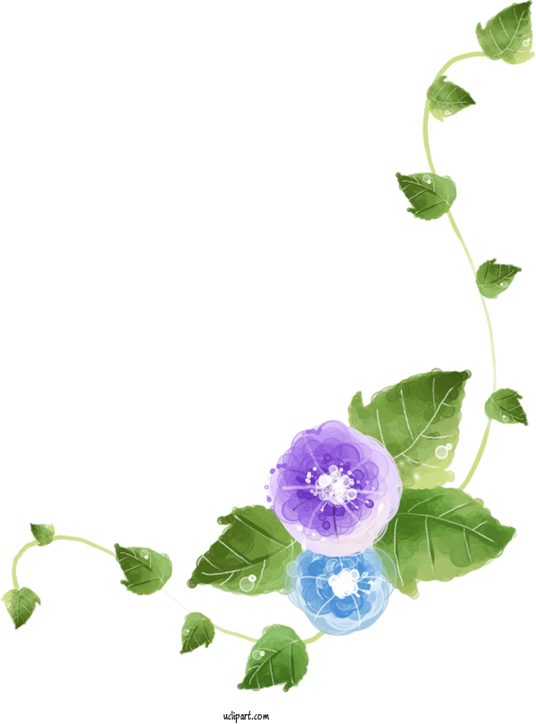 Free Flowers Design Background Template For Morning Glory Clipart Transparent Background