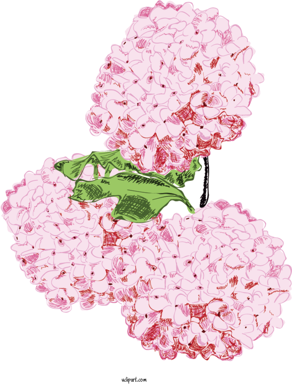Free Flowers Hydrangea Watercolor Painting Pink For Hydrangea Clipart Transparent Background