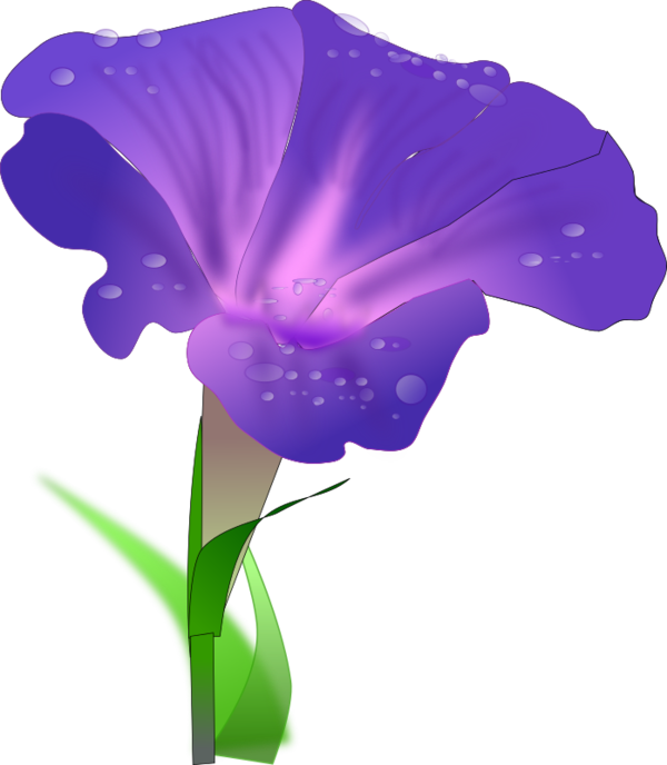 Free Morning Glory Flower Violet Plant Clipart Clipart Transparent Background