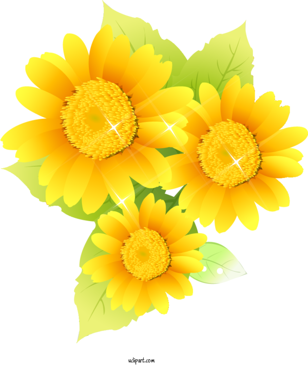 Free Flowers Common Sunflower Design Two Cut Sunflowers For Sunflower Clipart Transparent Background