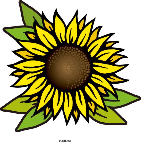 Free Flowers Drawing Sketch Painting For Sunflower Clipart Transparent Background