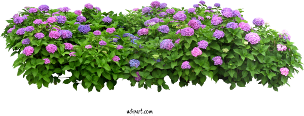 Free Flowers Flower Box Flowerpot Flower For Hydrangea Clipart Transparent Background