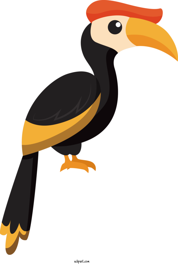 Free Animals Hornbill Toucans Ducks For Bird Clipart Transparent Background