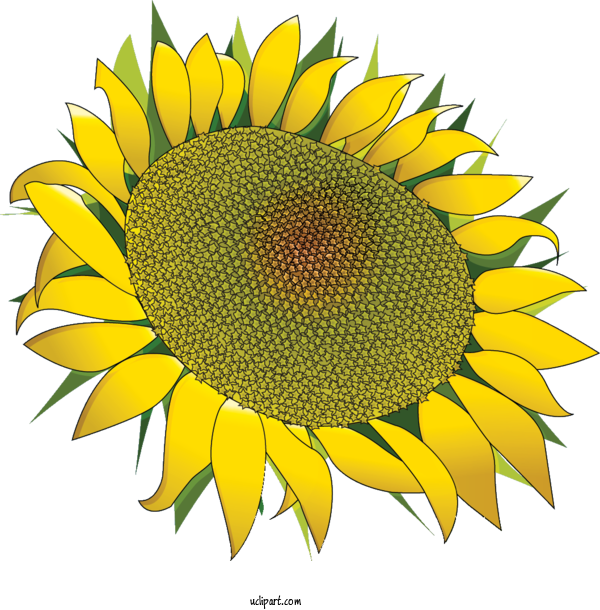 Free Flowers Postcard Flower Gift For Sunflower Clipart Transparent Background