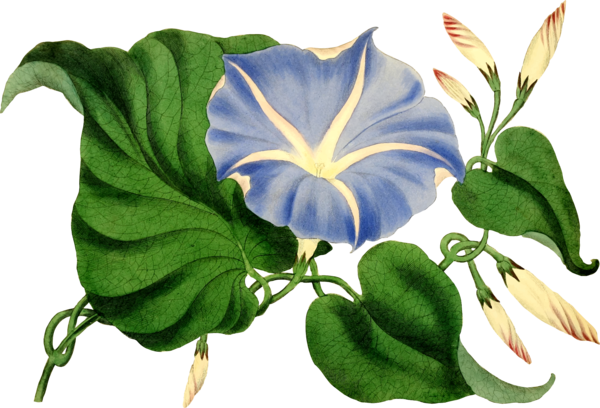 Free Morning Glory Flower Plant Flora Clipart Clipart Transparent Background