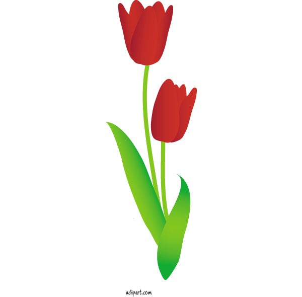 Free Nature Tulip Plant Stem Cut Flowers For Spring Clipart Transparent Background