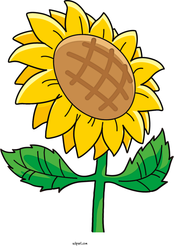 Free Flowers Common Sunflower Cut Flowers Flower For Sunflower Clipart Transparent Background
