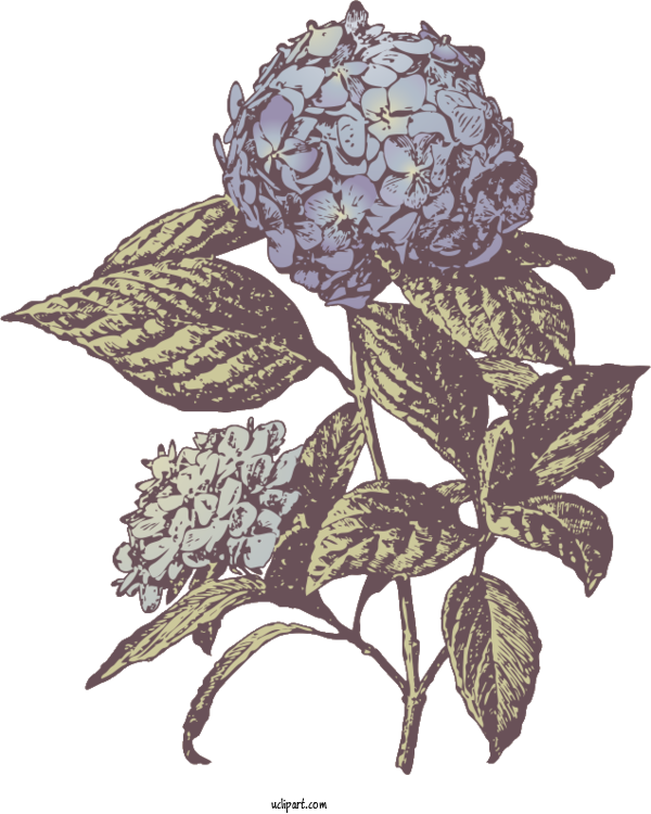 Free Flowers French Hydrangea Flower Plants For Hydrangea Clipart Transparent Background