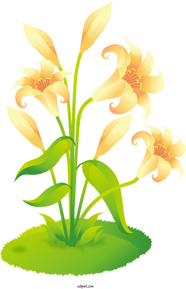 Free Flowers Tiger Lily Flower Easter Lily For Lily Clipart Transparent Background