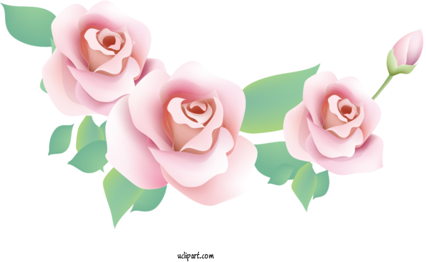 Free Flowers Garden Roses Color Floral Design For Rose Clipart Transparent Background