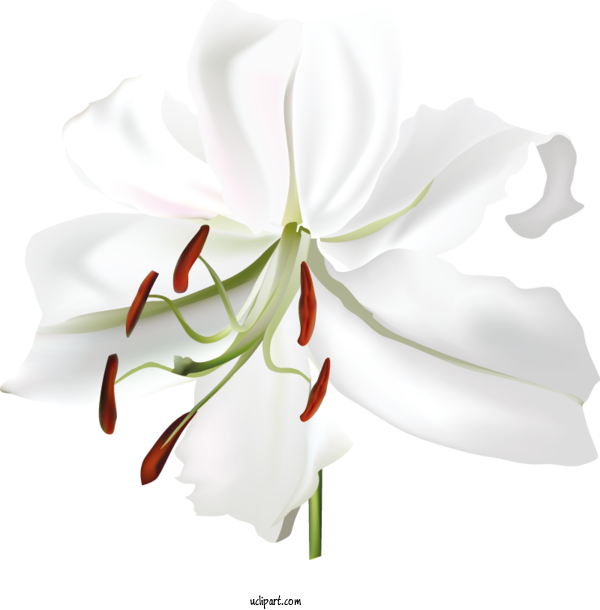 Free Flowers Madonna Lily Flower Cut Flowers For Lily Clipart Transparent Background