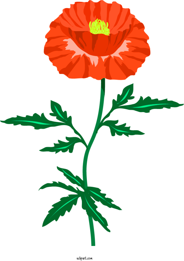Free Flowers Common Poppy Plant Stem Petal For Poppy Flower Clipart Transparent Background