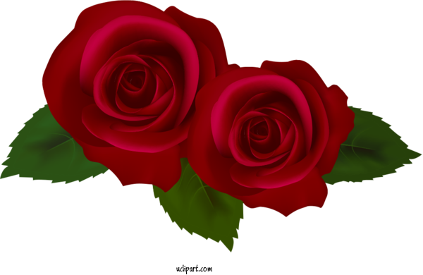 Free Flowers Garden Roses Floribunda Design For Rose Clipart Transparent Background