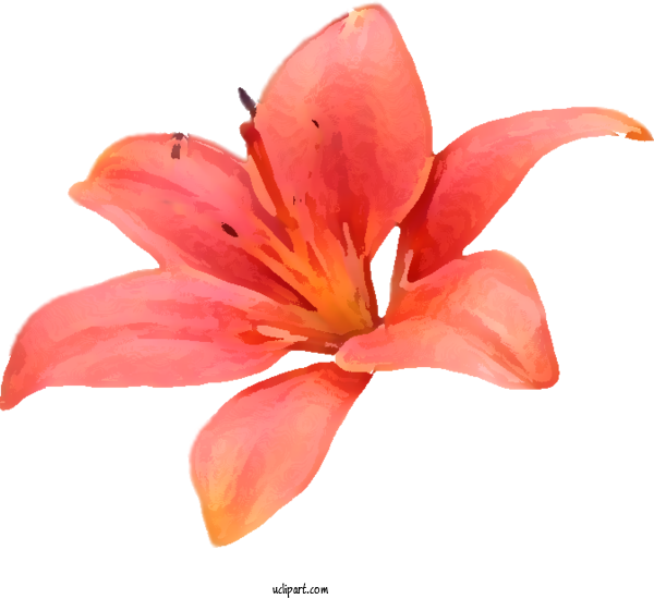 Free Flowers Orange Lily Carnation, Lily, Lily, Rose Design For Lily Clipart Transparent Background