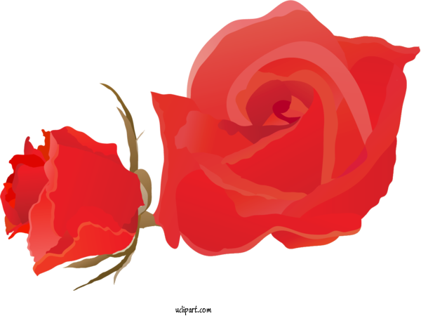Free Flowers Garden Roses Design Floribunda For Rose Clipart Transparent Background