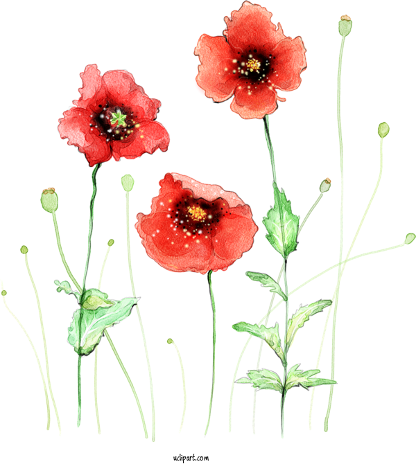 Free Flowers Watercolor Painting Painting Drawing For Poppy Flower Clipart Transparent Background