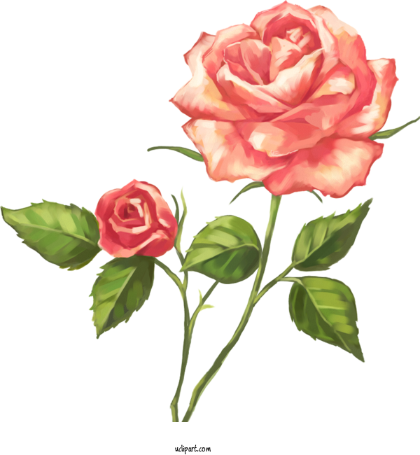 Free Flowers Flower Beach Rose Cartoon For Rose Clipart Transparent Background