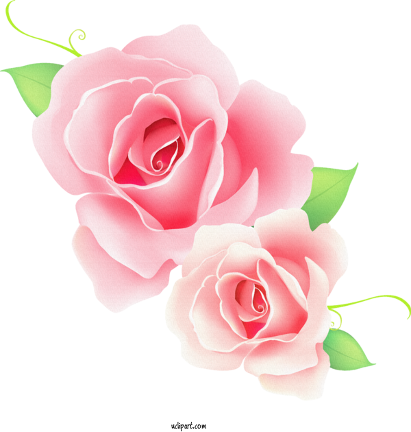 Free Flowers Rose Flower Garden Roses For Rose Clipart Transparent Background