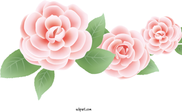 Free Flowers Rose Flower Floral Design For Rose Clipart Transparent Background