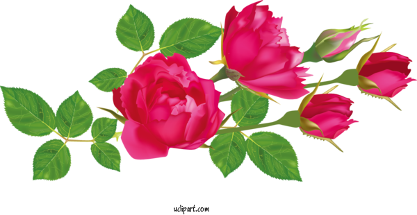Free Flowers Drawing Line Art Royalty Free For Rose Clipart Transparent Background
