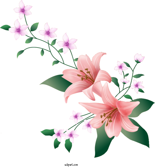 Free Flowers Floral Design Flower Drawing For Lily Clipart Transparent Background