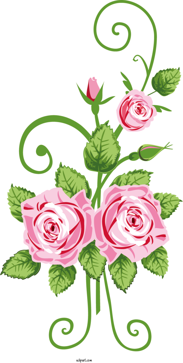 Free Flowers Garden Roses Floral Design Greeting Card For Rose Clipart Transparent Background