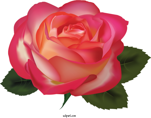 Free Flowers Garden Roses Cabbage Rose Floribunda For Rose Clipart Transparent Background