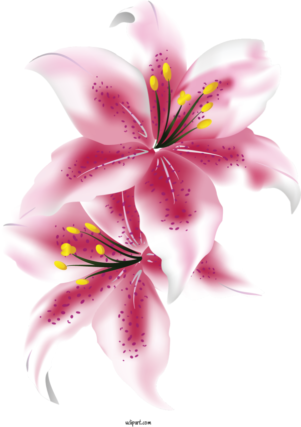 Free Flowers Flower Lily Cut Flowers For Lily Clipart Transparent Background