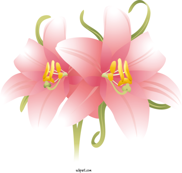 Free Flowers Flower Pink Summer For Lily Clipart Transparent Background
