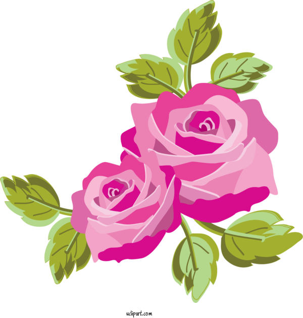 Free Flowers Garden Roses Rose Floral Design For Rose Clipart Transparent Background