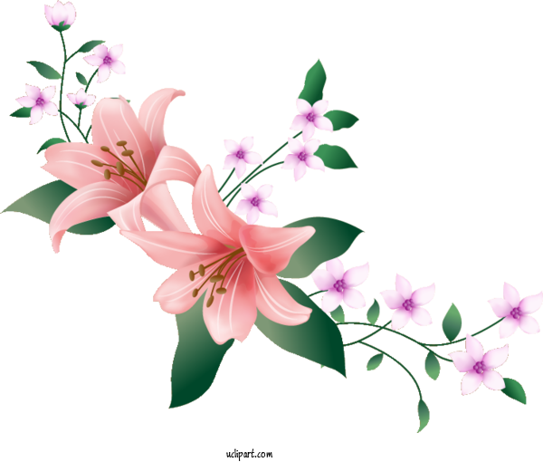 Free Flowers Flower Floral Design Design For Lily Clipart Transparent Background