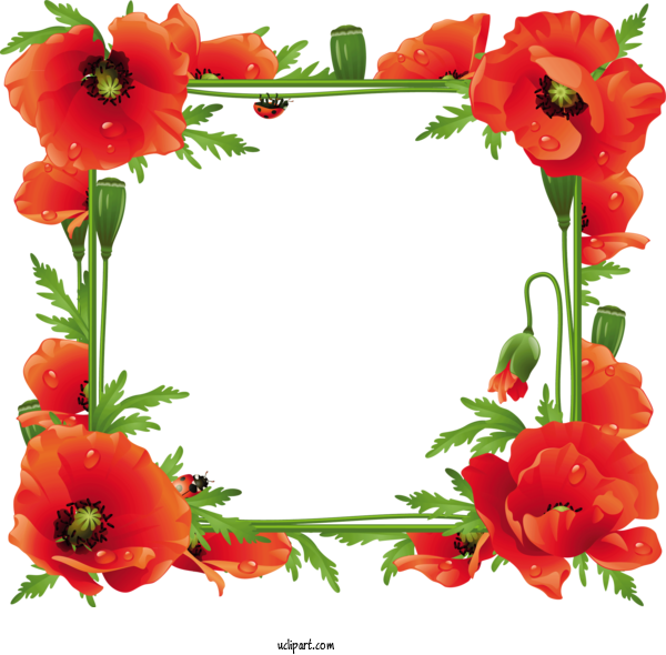 Free Flowers Armistice Day Poppy Common Poppy For Poppy Flower Clipart Transparent Background