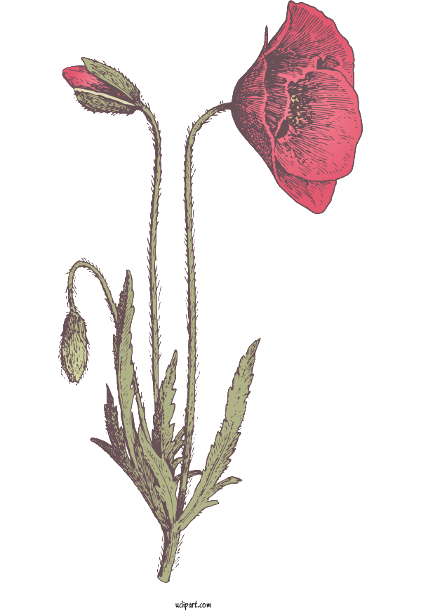 Free Flowers Drawing Design Flower For Poppy Flower Clipart Transparent Background