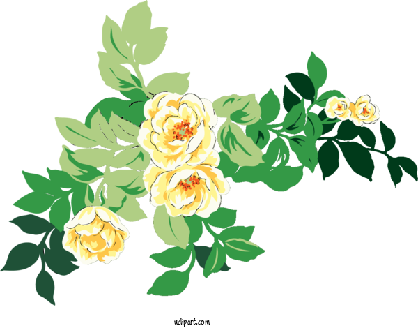 Free Flowers Garden Roses Design Flower For Rose Clipart Transparent Background