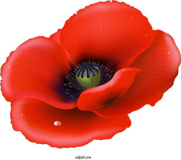 Free Flowers Royalty Free Poppy Drawing For Poppy Flower Clipart Transparent Background