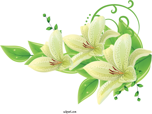 Free Flowers Floral Design Flower Green For Lily Clipart Transparent Background
