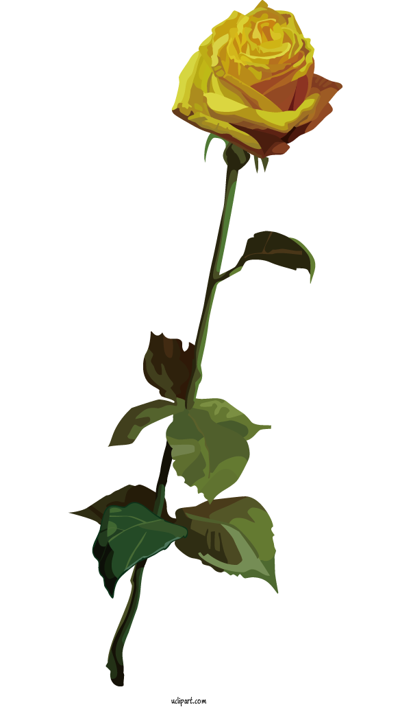 Free Flowers Garden Roses Cabbage Rose Plant Stem For Rose Clipart Transparent Background