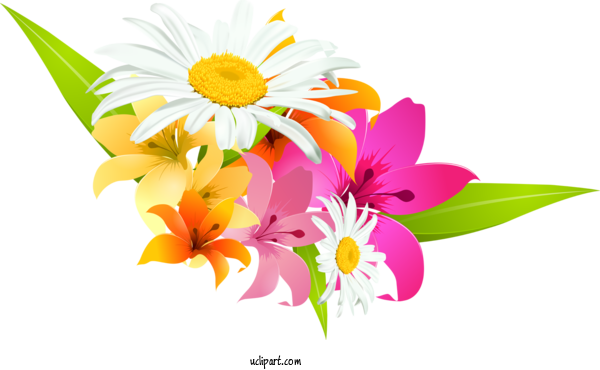 Free Flowers International Nurses Day Nurse May 12 For Lily Clipart Transparent Background
