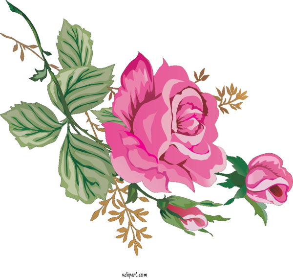 Free Flowers Garden Roses Cabbage Rose Floral Design For Rose Clipart Transparent Background