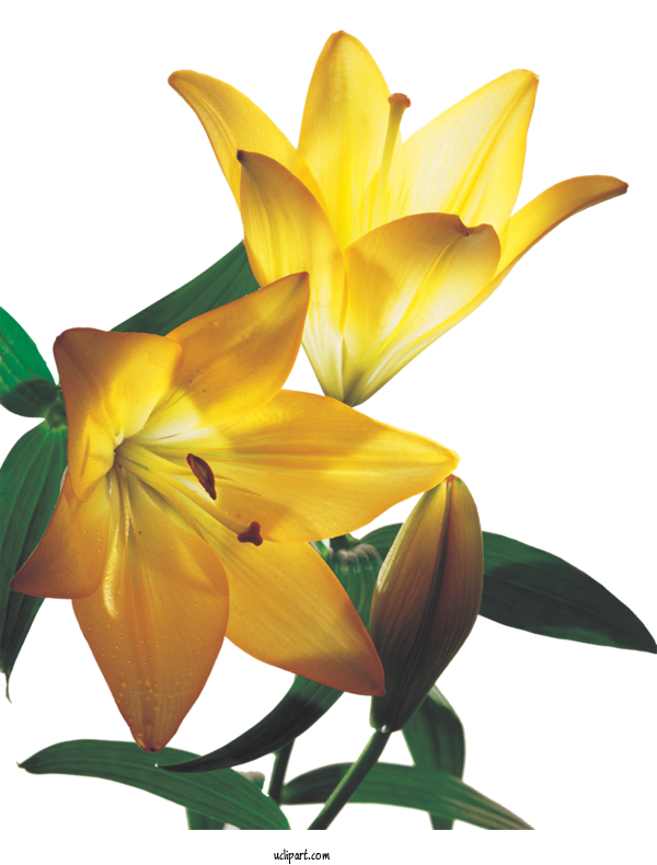Free Flowers Poster Design Lily For Lily Clipart Transparent Background