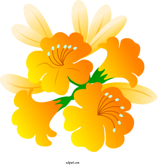 Free Flowers Floral Design Chrysanthemum Plant Stem For Lily Clipart Transparent Background