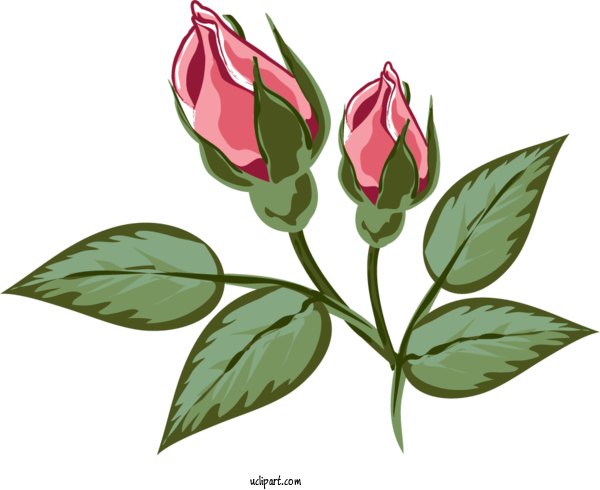 Free Flowers Flower Blog Rose For Rose Clipart Transparent Background