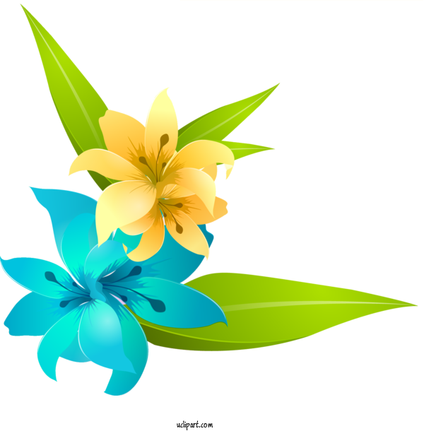 Free Flowers Flower Lily Design For Lily Clipart Transparent Background