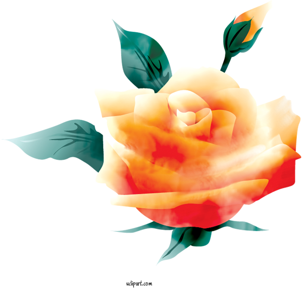 Free Flowers Garden Roses Rose Design For Rose Clipart Transparent Background