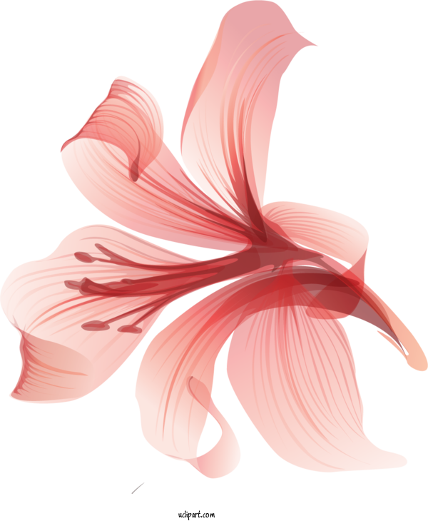 Free Flowers Floral Design Flower Lily For Lily Clipart Transparent Background