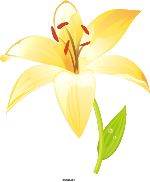 Free Flowers Plant Stem Yellow Daylilies For Lily Clipart Transparent Background